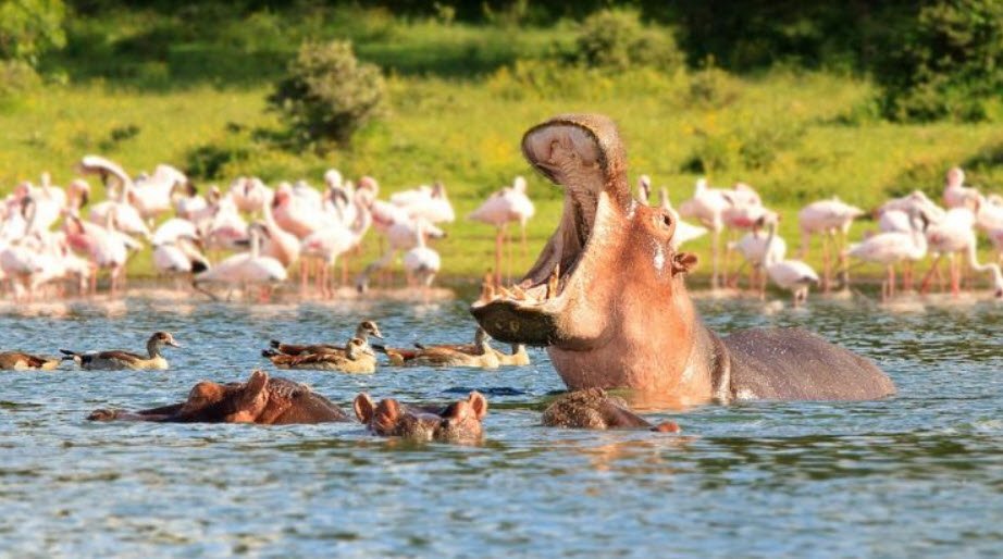 Lake Naivasha, Nakuru County, Kenya